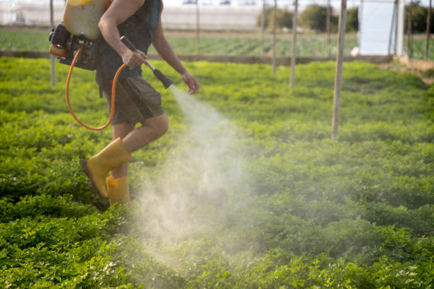 Best Local Pest Control Services  in Wrens, GA