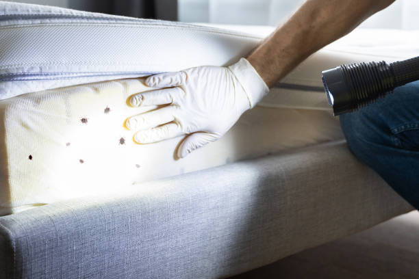 Best Emergency Pest Control  in Wrens, GA