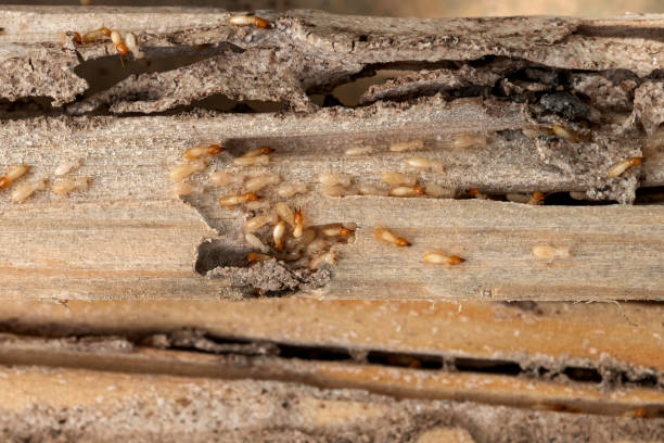 Best Residential Pest Control  in Wrens, GA